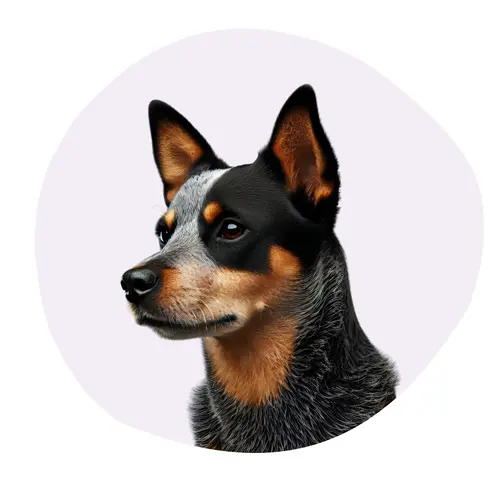 Lancashire Heeler